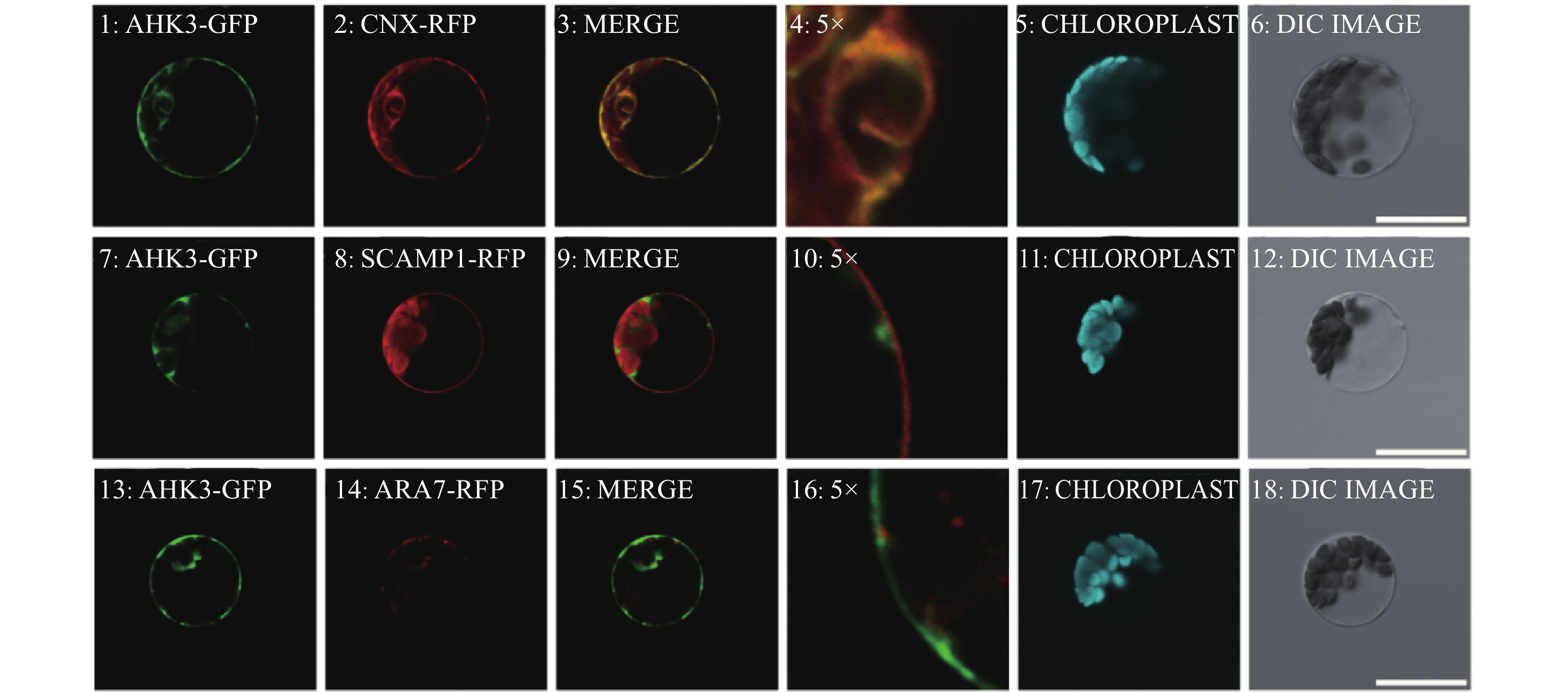 pbmc细胞，pbmc细胞分离原理