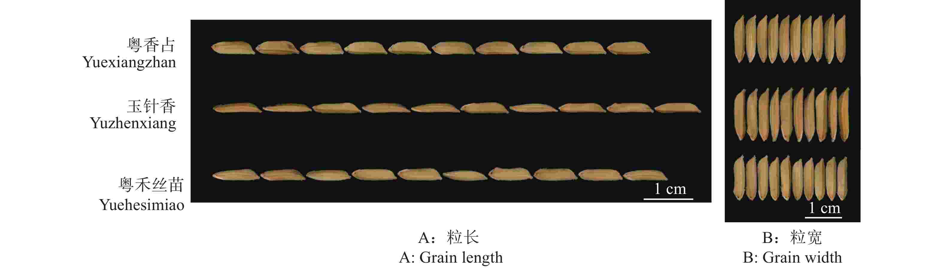 Quality characteristic analysis of leading rice variety